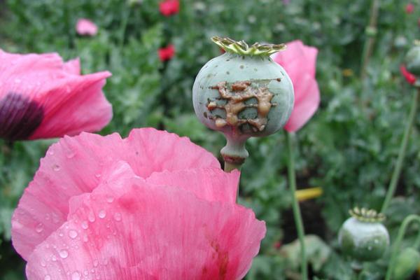 Poppy seed pod